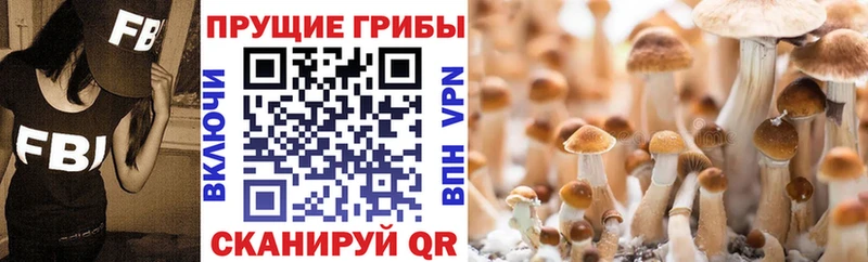 Псилоцибиновые грибы MAGIC MUSHROOMS  продажа наркотиков  Коммунар 