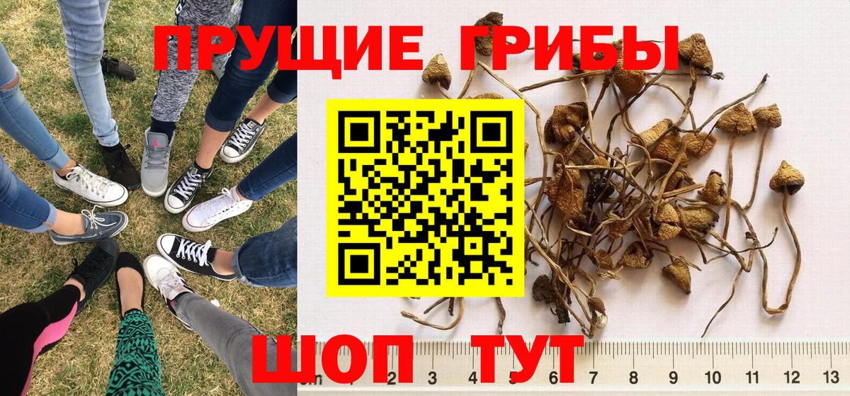 Галлюциногенные грибы Psilocybine cubensis  Вход с VPN  Коммунар 